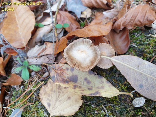 Inocybe fuscidula - 