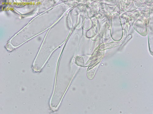 Inocybe fuscidula - Kaulozystiden - 