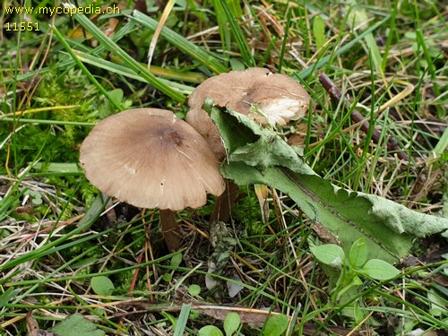 Dermoloma pseudocuneifolium - 