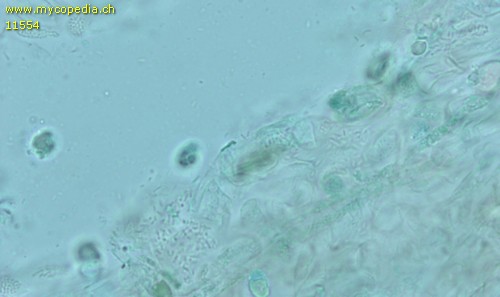 Dermoloma pseudocuneifolium - HDS - Patentblau  - 