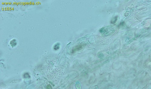 Dermoloma pseudocuneifolium - HDS - Patentblau  - 