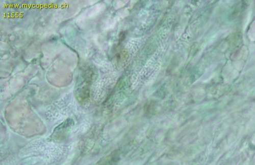 Dermoloma pseudocuneifolium - HDS - 