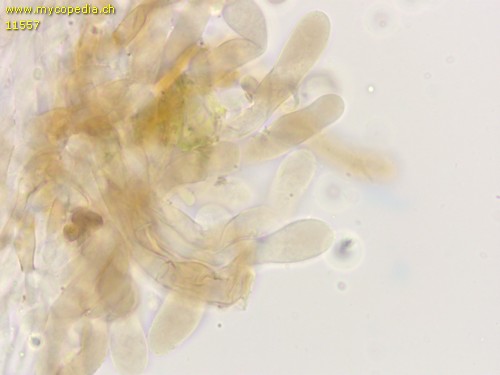 Dermoloma pseudocuneifolium - Kaulozystiden - KOH  - 