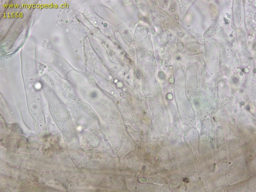Gymnopus foetidus - Basidien - 