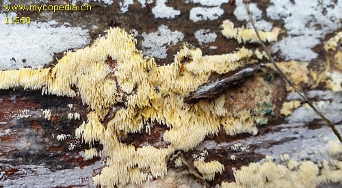Mucronella flava - Bestimmungshilfe - 