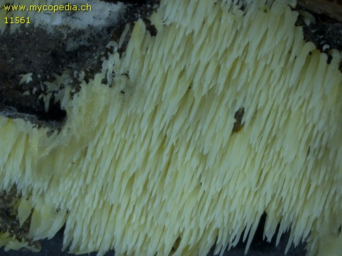 Mucronella flava - 