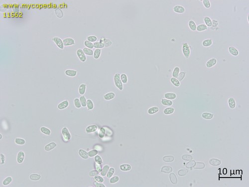 Mucronella flava - 