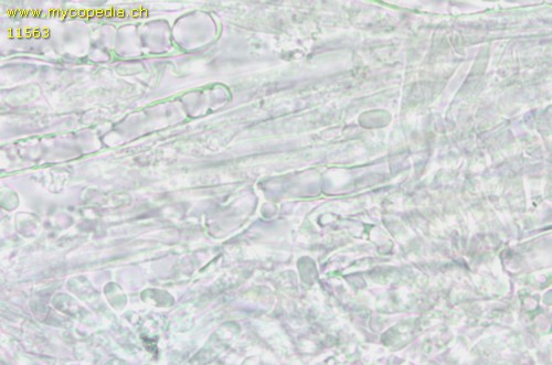Mucronella flava - 