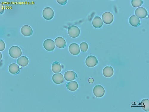 Clavulina rugosa - Sporen - Patentblau  - 