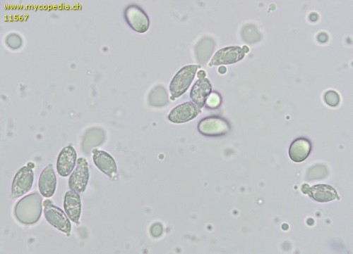 Dermoloma pseudocuneifolium - Sporen - 
