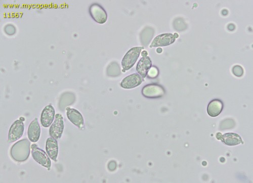 Dermoloma pseudocuneifolium - Sporen - 