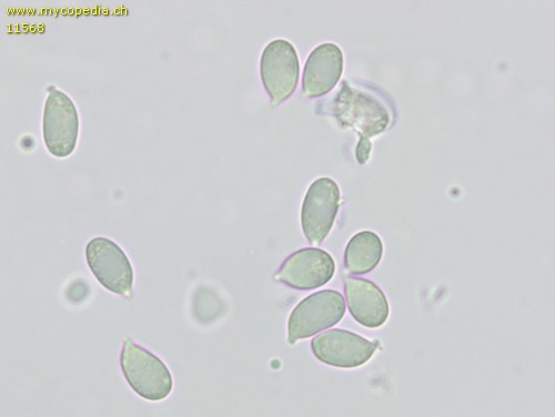 Dermoloma pseudocuneifolium - Sporen - Melzers  - 