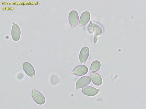 Dermoloma pseudocuneifolium - Sporen - Melzers  - 