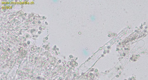 Dermoloma pseudocuneifolium - Cheilozystiden - Wasser  - 