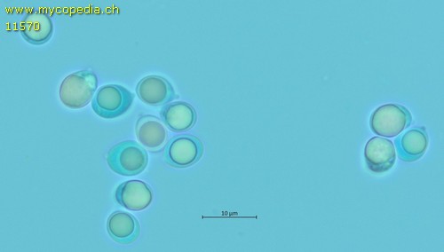 Clavulina coralloides - Spore/n - Wasser  - 