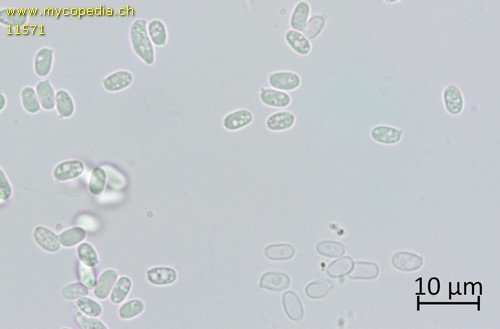 Mucronella flava - 
