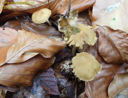 Inocybe nitidiuscula - 