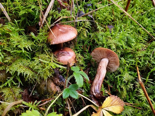 Tricholoma pseudonictitans - 