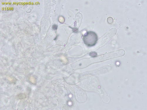 Hebeloma fastibile - Cheilozystiden - Wasser  - 