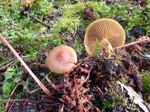 Cortinarius croceus - 