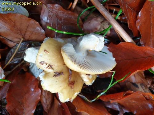 Russula ochroleuca - 