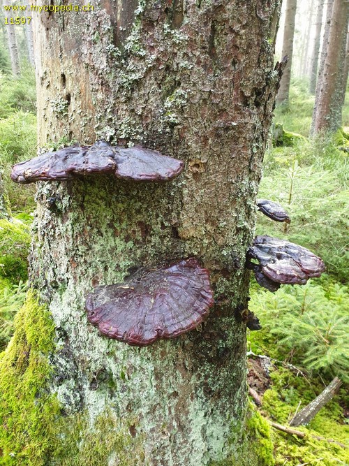 Ganoderma lucidum - 