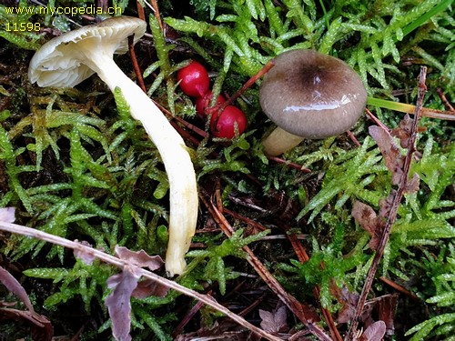 Hygrophorus hypothejus - 