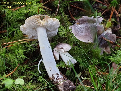 Tricholoma portentosum - 