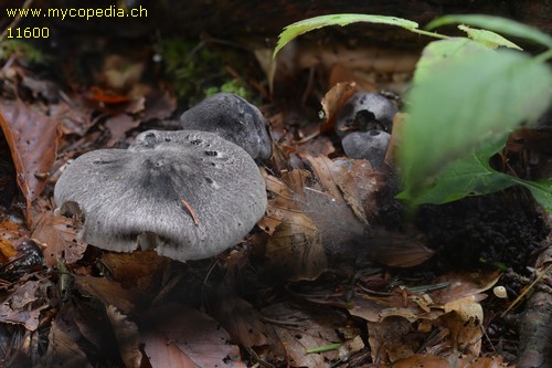 Tricholoma portentosum - 