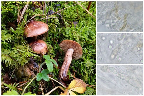 Tricholoma pseudonictitans - 