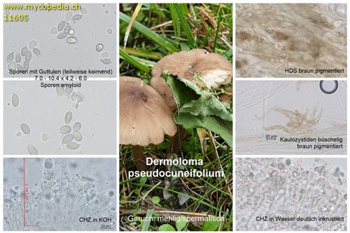 Dermoloma pseudocuneifolium - 