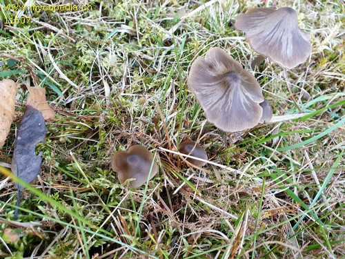 Entoloma conferendum - 