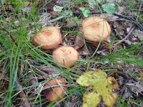 Rhodophana nitellina - 