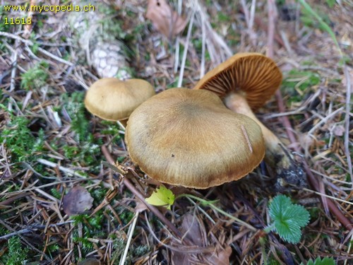 Cortinarius venetus var. montanus - 