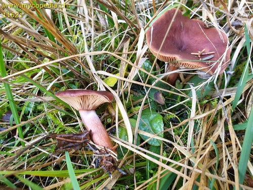 Lactarius badiosanguineus - 