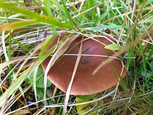 Lactarius badiosanguineus - 