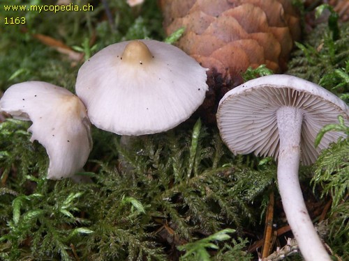 Inocybe lilacina - 