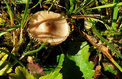 Entoloma hebes - 