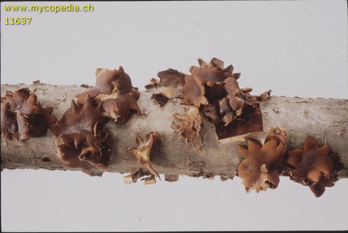 Encoelia furfuracea - 