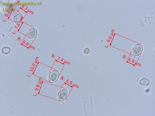 Entoloma tjallingiorum - 