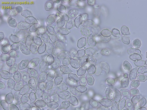 Entoloma placidum - Sporen - Wasser  - 