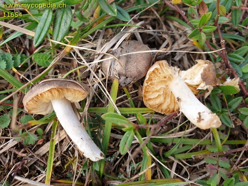 Tricholoma terreum f. bisporigerum - 