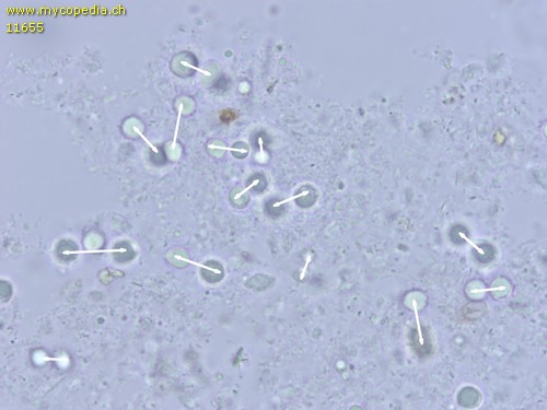 Tricholoma terreum f. bisporigerum - Sporen - Wasser  - 