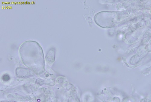 Tricholoma terreum f. bisporigerum - Cheilozystiden - Wasser  - 