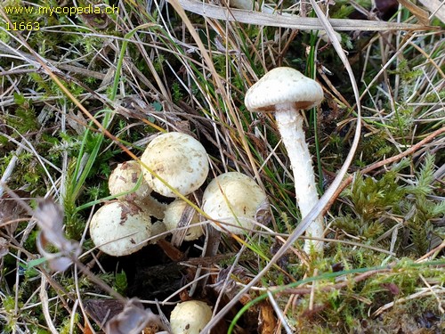 Pholiota graminis - 