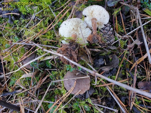 Lepiota fuscovinacea - 