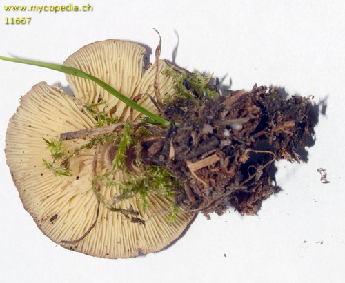 Lepiota fuscovinacea - 