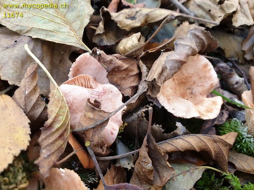 Lactarius lilacinus - 