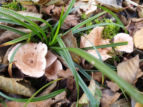 Lactarius lilacinus - 