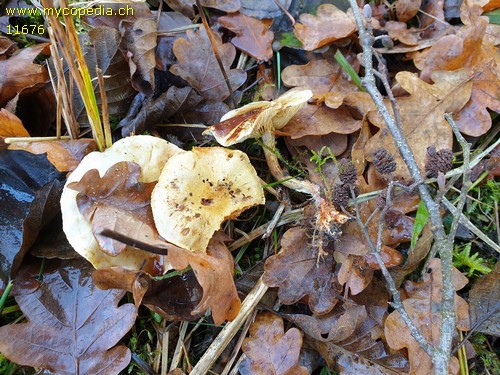 Pholiota alnicola - 